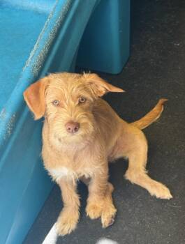 Terrier and Chihuahua Dogs Available for Adoption in New York, New York - Haven | PetCurious