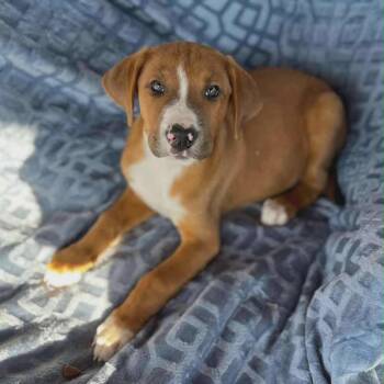 Rescue Hound Dogs for Adoption in Griswold, Connecticut - Chestnut | PetCurious