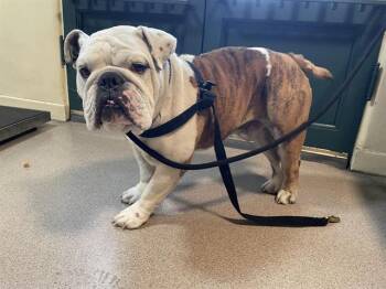 English Bulldog Dogs Available for Adoption - A527422 | PetCurious