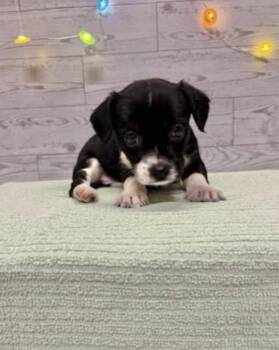 Babs -  Terrier Dog for Adoption in Bothell, Washington - Babs | PetCurious