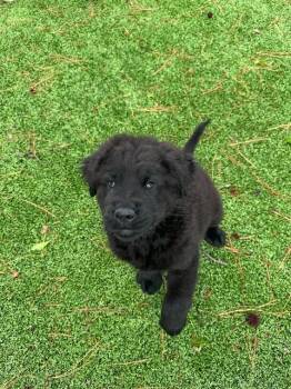 Chow Chow and Black Labrador Retriever Dogs Available for Adoption in Wilmington, North Carolina - Eros | PetCurious
