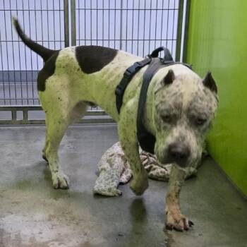 Bea2219/Huckleberry -  Pit Bull Terrier and Mastiff Dog for Adoption in San Jacinto, California - Bea2219/Huckleberry | PetCurious