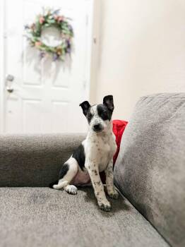 Australian Cattle Dog Blue Heeler Dogs Available for Adoption in Goodyear, Arizona - BLUEY | PetCurious