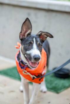 Rescue German Shepherd Dog Dogs for Adoption in Pflugerville, Texas - Luna | PetCurious