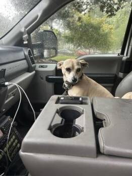 Siracha -  Mixed Breed Dog for Adoption in Atlanta, Georgia - Siracha | PetCurious