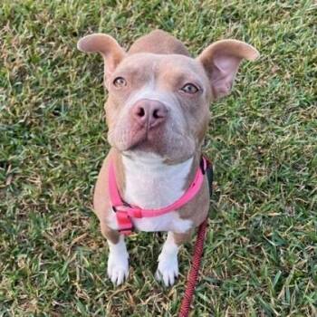 Misty -  American Staffordshire Terrier and Mixed Breed Dog for Adoption in Houston, Texas - Misty | PetCurious