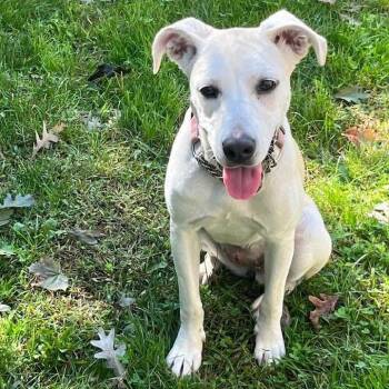 Pippa -  Labrador Retriever Dog for Adoption in Patchogue, New York - Pippa | PetCurious