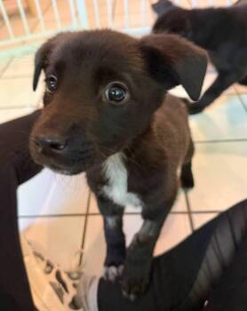 COLT -  Labrador Retriever and Shepherd Dog for Adoption in Broomfield, Colorado - COLT | PetCurious