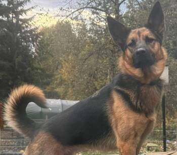 Sadie -  German Shepherd Dog Dog for Adoption in Olympia, Washington - Sadie | PetCurious
