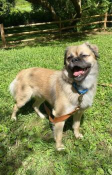 Rescue Mixed Breed Dogs for Adoption in Milton, Delaware - Tiki | PetCurious