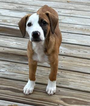 Rescue Mixed Breed Dogs for Adoption in Orland Park, Illinois - Bonnie | PetCurious