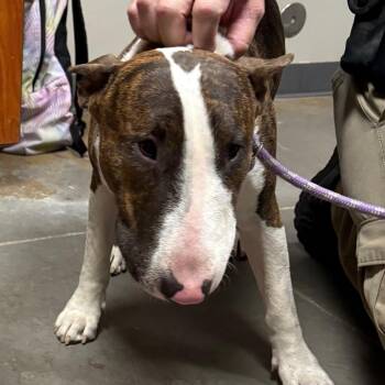 Bull Terrier Dogs Available for Adoption in Yuma, Arizona - Trickster | PetCurious