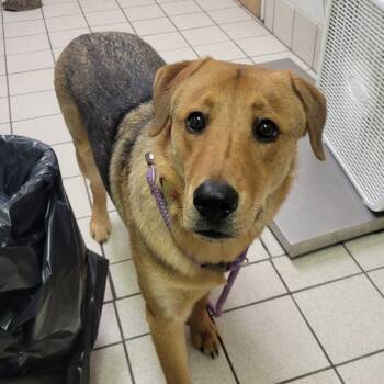 Rescue Mixed Breed Dogs for Adoption in Charleston, West Virginia - Wilbur | PetCurious