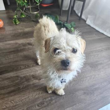 Terrier and Mixed Breed Dogs Available for Adoption in San Francisco, California - Jax | PetCurious