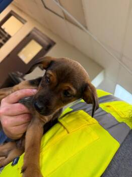 John Wayne -  Labrador Retriever and Pit Bull Terrier Dog for Adoption in Nacogdoches, Texas - John Wayne | PetCurious