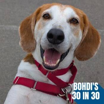 Jett -  Hound and Mixed Breed Dog for Adoption in Richmond, Virginia - Jett | PetCurious
