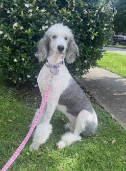 Poodle Dogs Available for Adoption in Gonzales, Louisiana - Gemma | PetCurious