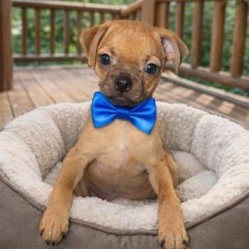 Pug Dogs Available for Adoption - Jessie | PetCurious