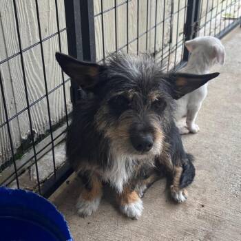 Terrier Dogs Available for Adoption in Lake Jackson, Texas - Ginger | PetCurious