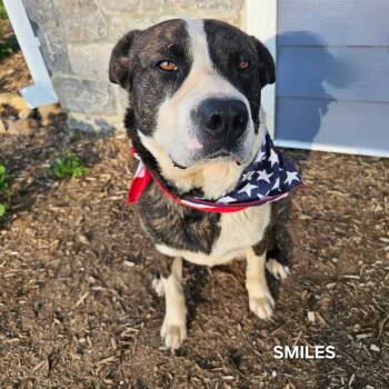 Great Pyrenees and Australian Shepherd Dogs Available for Adoption in Madisonville, Tennessee - Smiles | PetCurious
