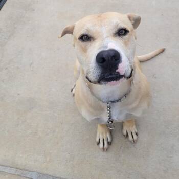 Beau -  Labrador Retriever Dog for Adoption - Beau | PetCurious