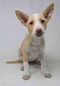 Labrador Retriever and Basenji Dogs Available for Adoption in Brewster, New York - Aurora (A Pups) | PetCurious
