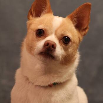 Chihuahua Dogs Available for Adoption in Yukon, Oklahoma - Luna | PetCurious