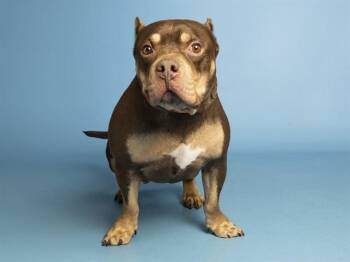 HARRY -  Pit Bull Terrier and Mixed Breed Dog for Adoption in Phoenix, Arizona - HARRY | PetCurious