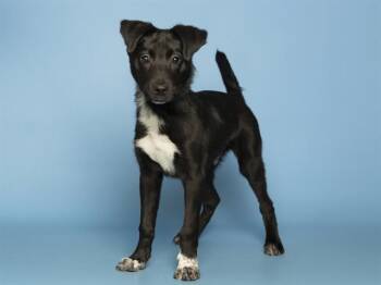 PHIL -  German Shepherd Dog Dog for Adoption in Phoenix, Arizona - PHIL | PetCurious