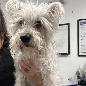 Buttons -  Miniature Schnauzer Dog for Adoption in Kanab, Utah - Buttons | PetCurious