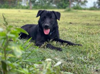Brady -  Shepherd and Mixed Breed Dog for Adoption in Marion, Texas - Brady | PetCurious