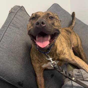 Clooney -  Pit Bull Terrier Dog for Adoption in Hampton Bays, New York - Clooney | PetCurious