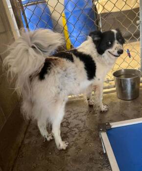 Ella -  Border Collie Dog Available for Adoption in Lakewood Ranch, Florida - Ella | PetCurious
