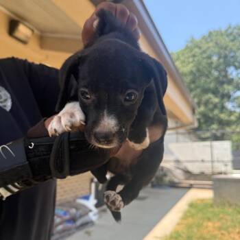 Parsley -  Mixed Breed Dog for Adoption in Pine Bluff, Arkansas - Parsley | PetCurious