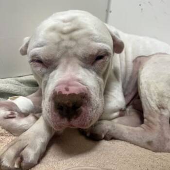 Rescue American Bulldog Dogs for Adoption in Martinsburg, West Virginia - Lincoln | PetCurious