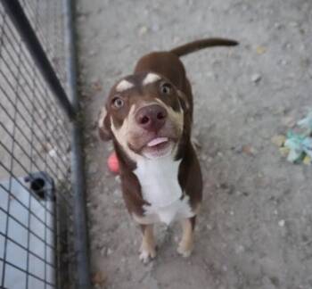Twix -  Labrador Retriever and Cattle Dog Dog for Adoption in Sedalia, Colorado - Twix | PetCurious
