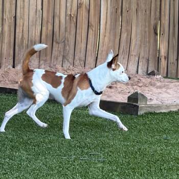 Quincy -  Mixed Breed Dog for Adoption in Greensboro, Georgia - Quincy | PetCurious