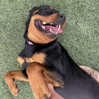 Lulu -  Mixed Breed Dog for Adoption in Memphis, Tennessee - Lulu | PetCurious