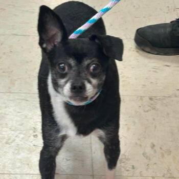 Magpie D12052 -  Chihuahua and Terrier Dog for Adoption - Magpie D12052 | PetCurious