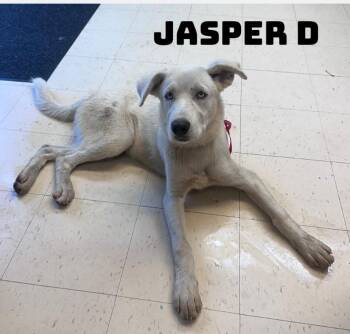 Jasper D -  Husky Dog for Adoption in Dyersburg, Tennessee - Jasper D | PetCurious