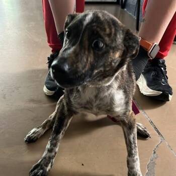 Rolo -  Mixed Breed Dog for Adoption in Gadsden, Alabama - Rolo | PetCurious