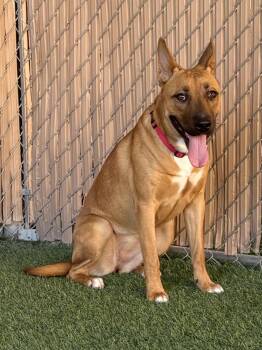 Peaches -  Labrador Retriever and Shepherd Dog for Adoption in Mesquite, Nevada - Peaches | PetCurious