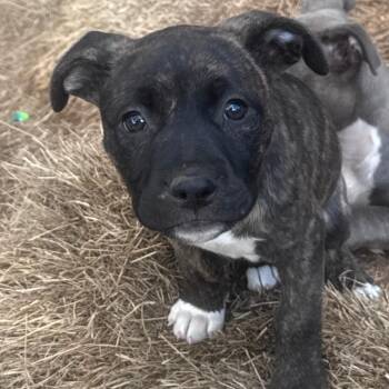 Staffordshire Bull Terrier and Hound Dogs Available for Adoption in Andover, Massachusetts - Everlee Elegant | PetCurious