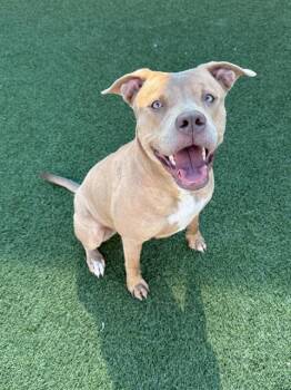 DAWNY -  Mixed Breed Dog for Adoption in Dallas, Texas - DAWNY | PetCurious