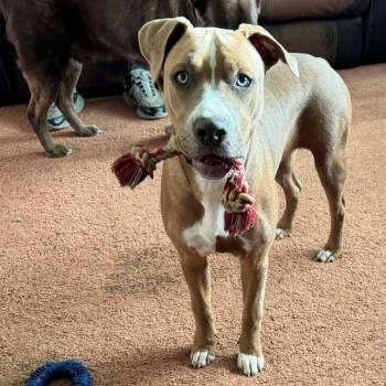 Rescue Pit Bull Terrier Dogs for Adoption in Beulaville, North Carolina - Zena | PetCurious