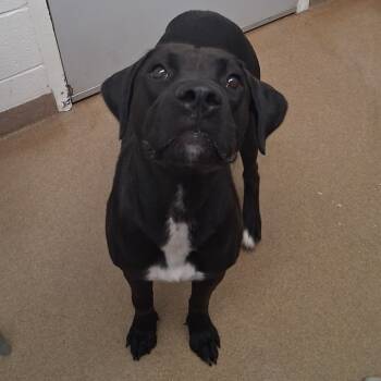 Rescue Labrador Retriever and Mixed Breed Dogs for Adoption in Corpus Christi, Texas - Cindy Lou | PetCurious