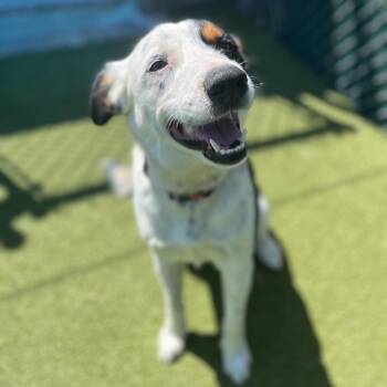 Cattle Dog Dogs Available for Adoption in Lakeland, Florida - Jack Johnson | PetCurious