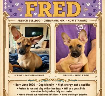 Fred -  French Bulldog and Chihuahua Dog for Adoption in Roseburg, Oregon - Fred | PetCurious