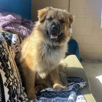 Chow Chow Dogs Available for Adoption - Cliff | PetCurious