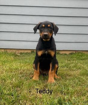 Teddy -  Labrador Retriever and Hound Dog for Adoption in Norfolk, Massachusetts - Teddy | PetCurious